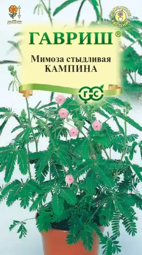 МИМОЗА СТЫДЛИВАЯ КАМПИНА 002806 ГАВРИШ