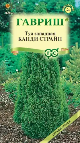 ТУЯ ЗАПАДНАЯ КАНДИ СТРАЙП 005215 ГАВРИШ