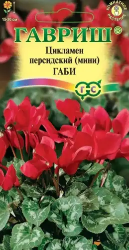 ЦИКЛАМЕН ГАБИ ПЕРСИДСКИЙ 002490 ГАВРИШ