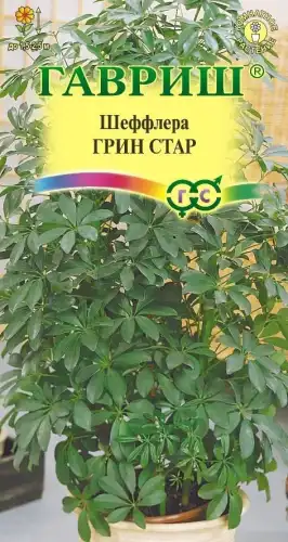 ШЕФФЛЕРА ГРИН СТАР 4601944 ГАВРИШ